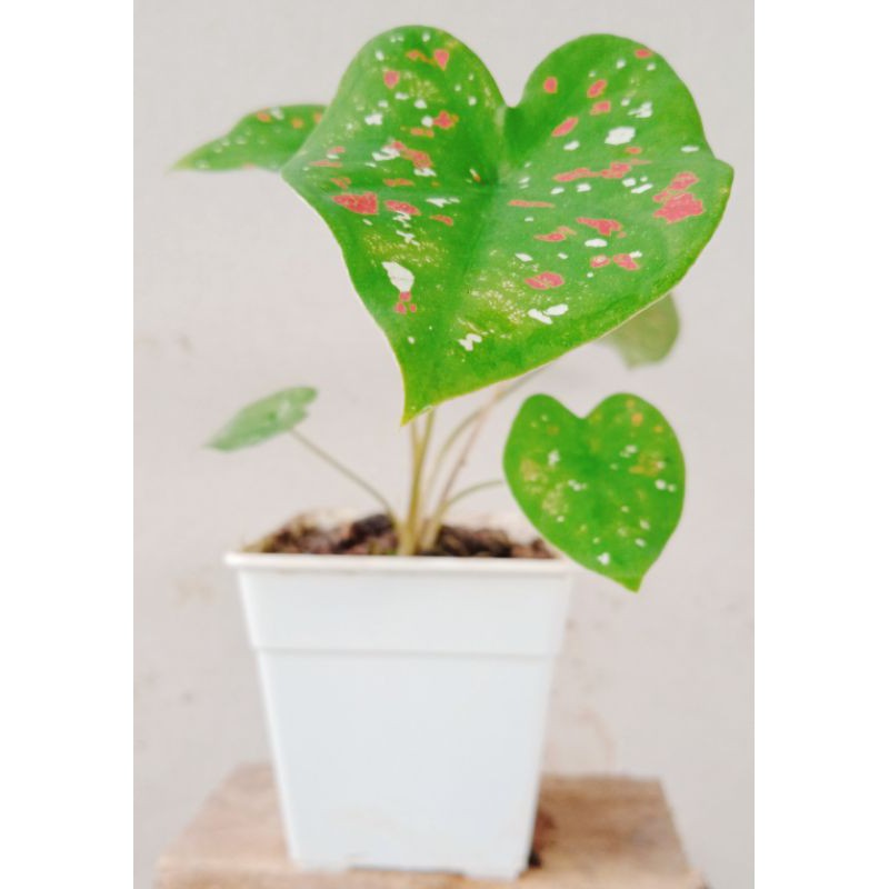 บอนสี-สาวน้อยประแป้ง-caladium-bicolor-ในกระถาง-3