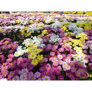 ภาพขนาดย่อของภาพหน้าปกสินค้าเมล็ดพันธุ์ ดอกเบญจมาศ คละสี (Chrysauthemun Seed ) บรรจุ 100 เมล็ด ขาว เหลือง แดง สำหรับตัดดอกขาย จากร้าน icesacreamsaytong บน Shopee ภาพที่ 6