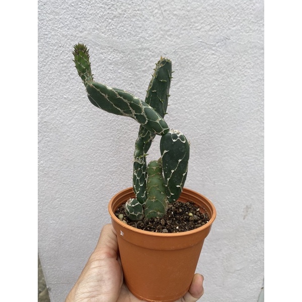 โอพันเทียงู Cobra opuntia ไม้สะสม