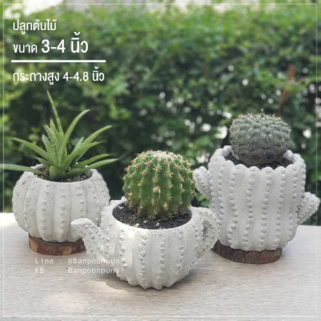 กระถาง-กระถางปูน-กระถางต้นไม้-กระถางปูนเปลือย-cactus