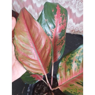 seeds Aglaonema Variety 50 เมล็ด (ไม่ใช่พืชที่มีชีวิต)