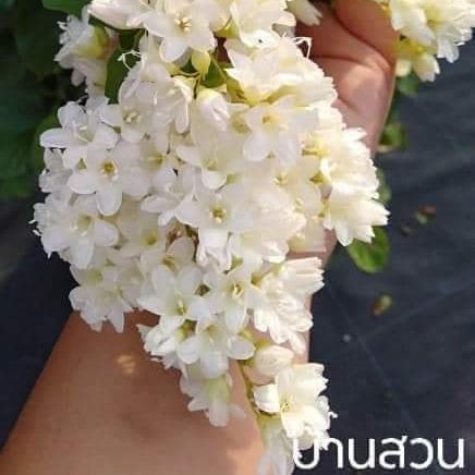 ต้นลดาวัลย์-บ้านสวนพันธุ์ไม้