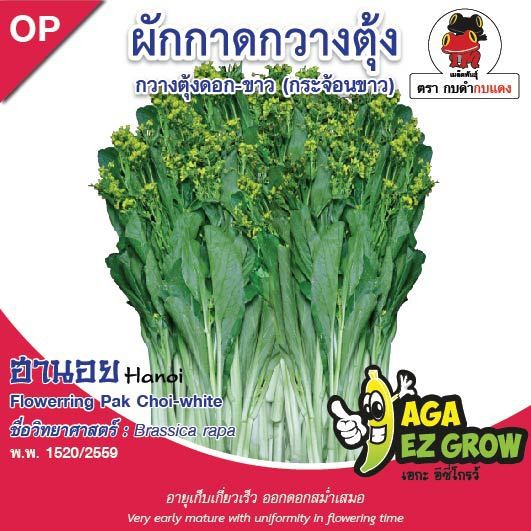 aga-shop-เมล็ดพันธุ์กวางตุ้ง-ดอกขาวฮานอย