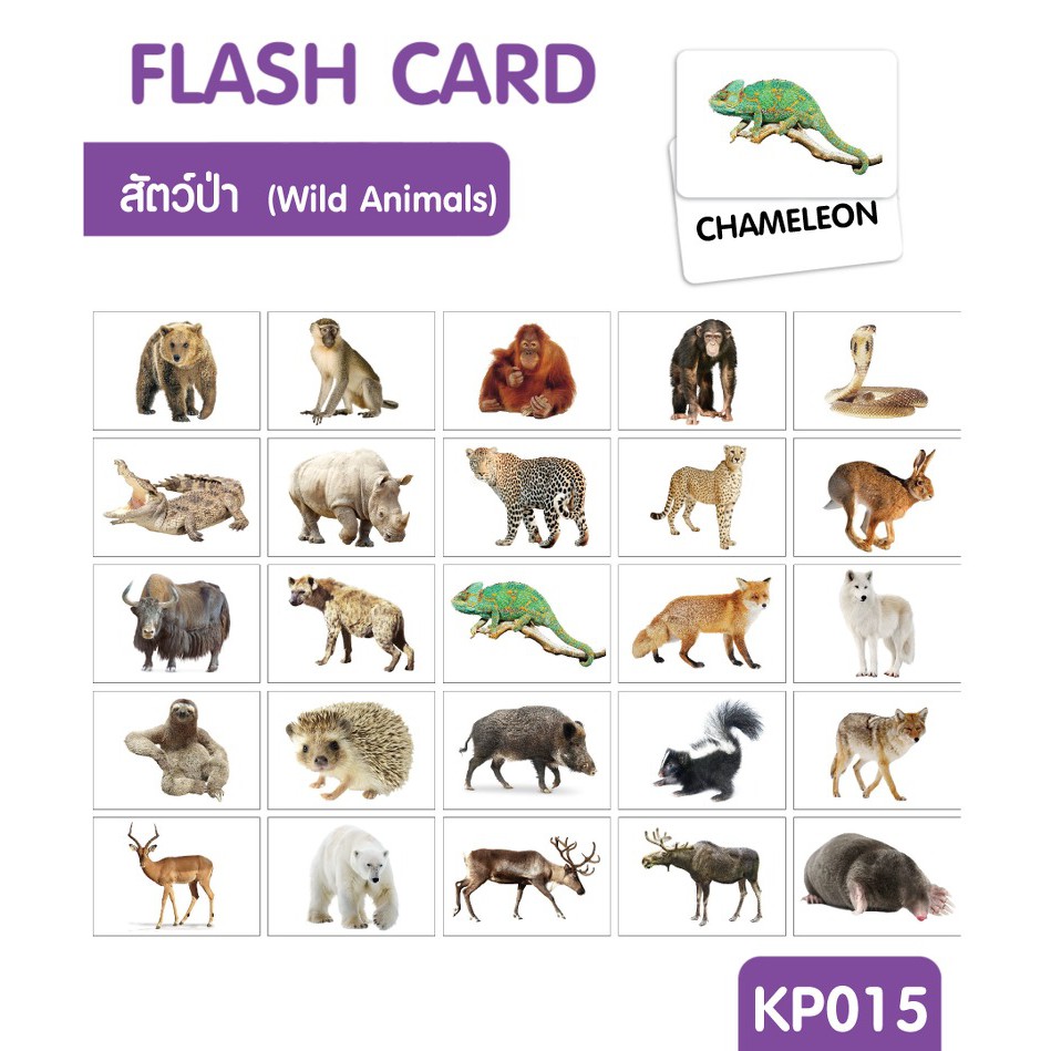 แฟลชการ์ดสัตว์ป่า-แผ่นใหญ่-flash-card-wild-animals-kp015-2winbooktoys