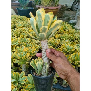 (1ต้น) ต้น ยูโฟเบียทองอำพัน Euphorbia poissonii variegated​ ยูโฟเบีย ทองอำพัน สวนต้นไม้ตายาย