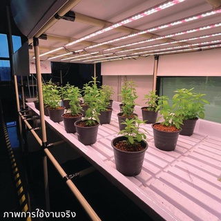 Tray With Frame ชุดโครงเหล็กพร้อมถาดปลูกพืช ปลูกผัก ปลูกต้นไม้ ปลูกพืชภายในอาคาร