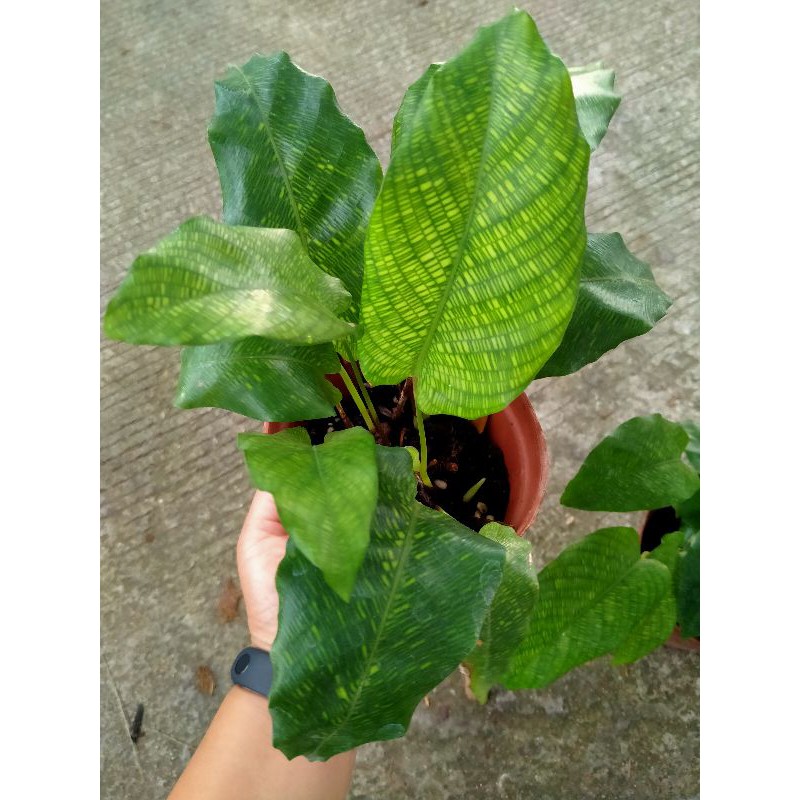 calathea-musaica-คล้าโมเสก