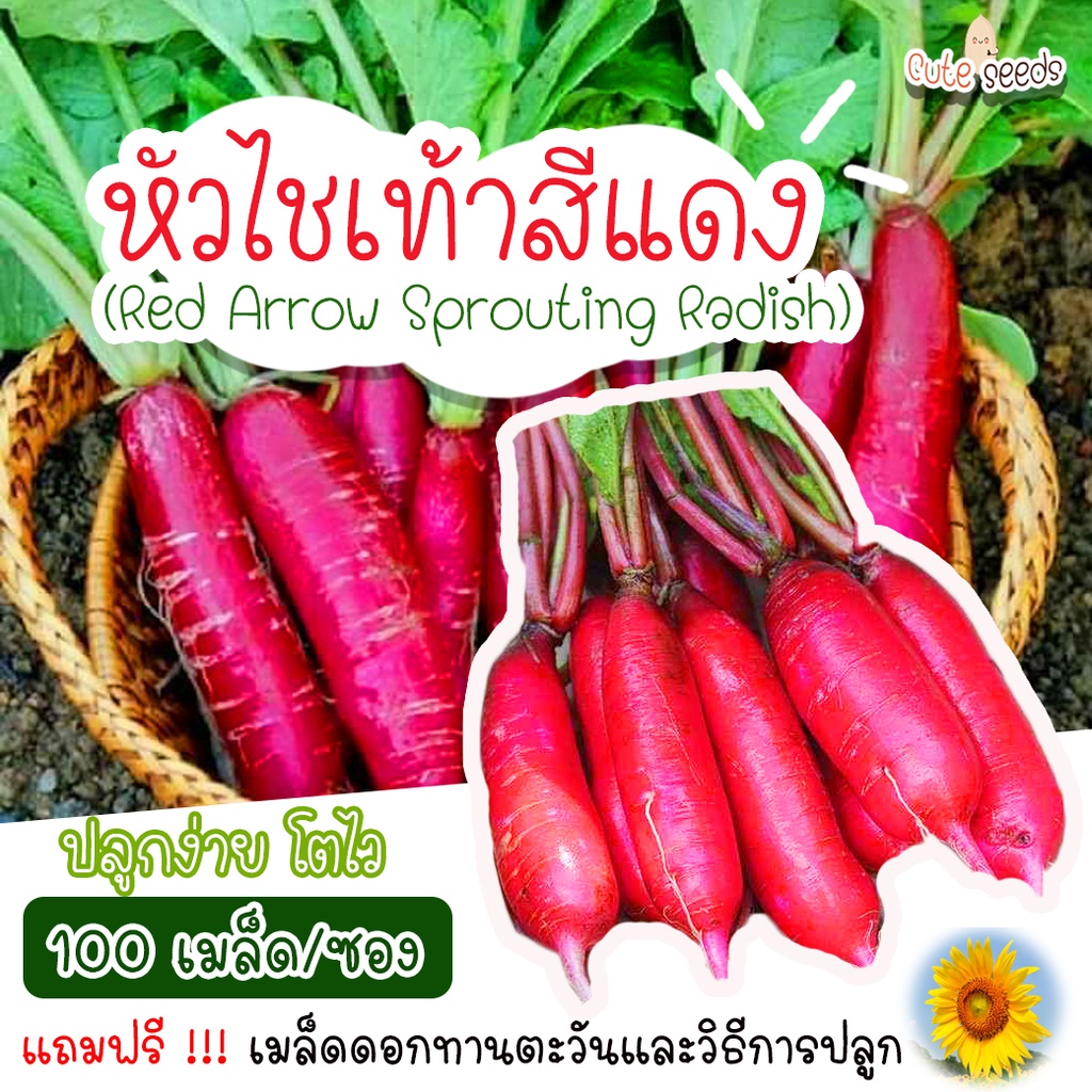 เมล็ดพันธุ์หัวไชเท้าสีแดง-100เมล็ด-อัตราการงอก95-ปลูกง่าย-โตไว-แถมฟรี-เมล็ดผักทุกออเดอร์