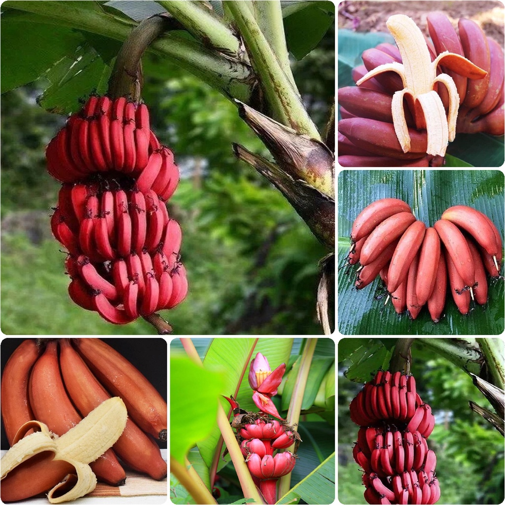 เมล็ด-ต้นกล้วยแคระ-ต้นกล้วย-dwarf-banana-tree-seeds-กล้วยแดงอินโด-กล้วยแคระ-นี่มันเมล็ดพืช-ไม่ใช่พืช