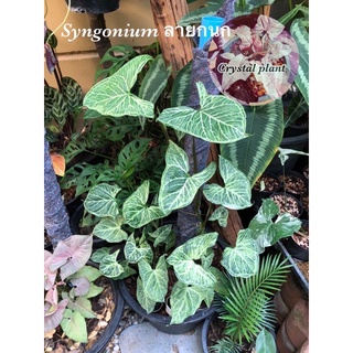 syngoniumpodophyllumเงินไหลมาลายกนก