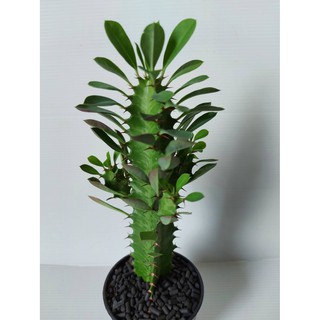 สลัดได (ชื่อวิทยาศาสตร์: Euphorbia lacei Craib)