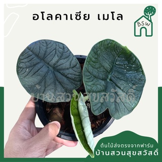 อโลคาเซีย เมโล Alocasia Melo