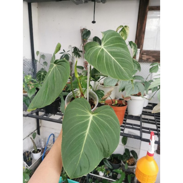 philodendron-glorios-ฟิ-โลเด-นด-รอน-กอรีอัส