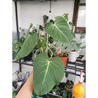 Philodendron Glorios ฟิ​โลเด​นด​รอน​ กอรีอัส