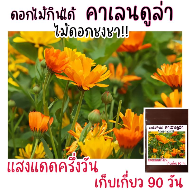 30-เมล็ด-คาเลนดูล่า-ไม้ดอกหอมชงชา