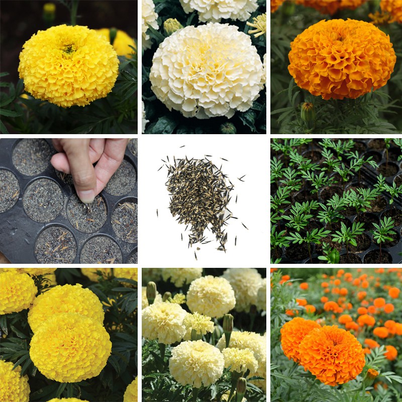 รูปภาพสินค้าแรกของ(ซื้อ10แถม1)เมล็ดดอกดาวเรือง ดอกใหญ่ (Marigold) มีให้เลือก 3 สี บรรจุถุงละ 100+ เมล็ด