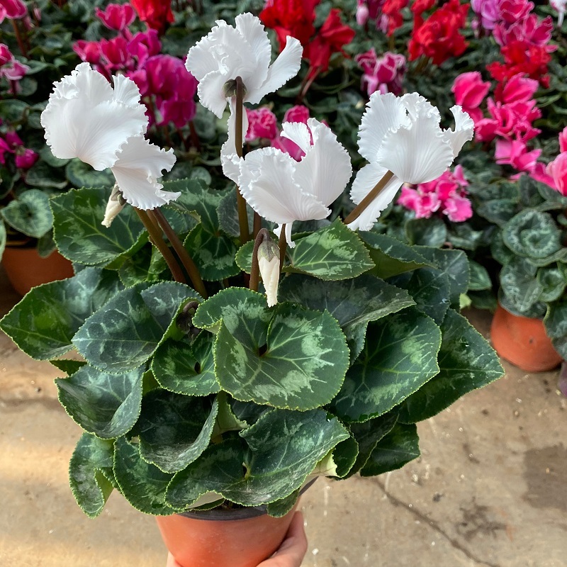 เมล็ดพันธุ์-ไซคลาเมน-บอนสี-mixed-color-cyclamen-seeds-rabbit-ear50-เมล็ด-ไม่ใช่พืชที่มีชีวิต