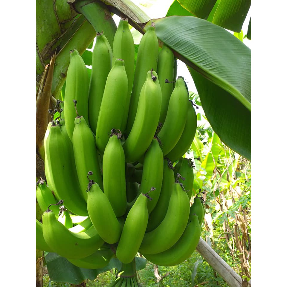ภาพหน้าปกสินค้าต้นกล้วยหอมทอง หน่อกล้วยหอมทอง อร่อยที่สุดในตระกูลกล้วยหอม ปลูกและดูแลง่าย