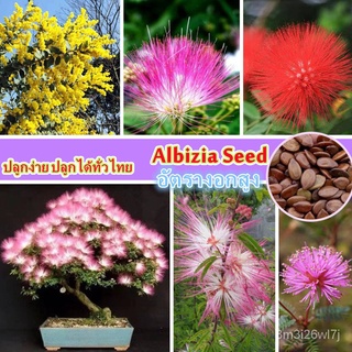 อินทรีย์ ต้น ดอก/【อัตรางอกสูง】35-40 ชิ้น คละสี Albizia Flower Seed for Planting เมล็ดบอนสีสวยๆ บอนสีหายาก ต้น KCV9