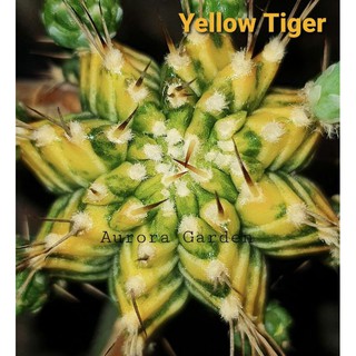 หน่อเด็ดสด แคคตัส Yellow Tiger ยิมโน ด่าง