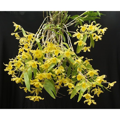 กล้วยไม้เหลืองจันทบูร-หรือ-dendrobium-friedericksianumติดดอก