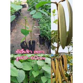 ต้นลิ้นฟ้า เพกา🌱แบบกิ่งชำ🌱2ต้น60🌱รับประกันสินค้าชำรุดเครมฟรี