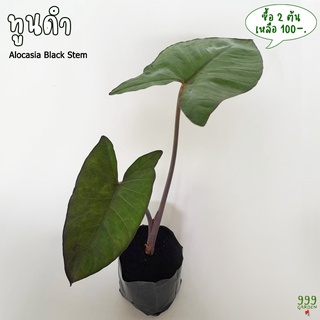 ทูนดำ ปลูกในถุงรากเดินแล้ว ( บอนก้านดำ / บอนทูนดำ / Alocasia Black Stem ) 999garden