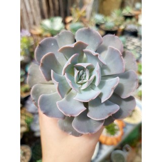 Echeveria Misty Lilac ไม้อวบน้ำ ขนาด 9-10 cm.