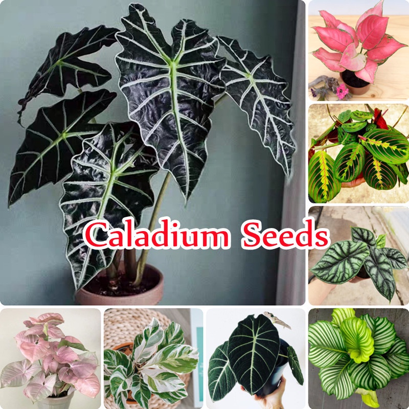 รูปภาพสินค้าแรกของ100 pcs/bag Mixed Colorful Caladium Seeds Flower Seeds ต้นไม้มงคล บอนสี พันธุ์ไม้หายาก ต้นไม้ประดับ บอนไซ เมล็ดพันธุ์