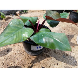 philodendron erubescens red emerald แม่ด่าง