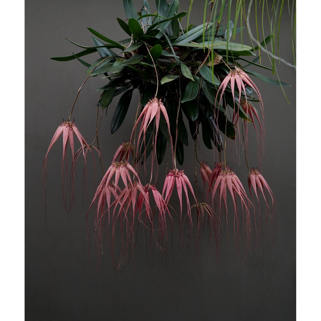 กล้วยไม้สิงโตลูกผสมเครายาวกับรอชไชด์-bulbophyllum-elizabethann-1-ต้น