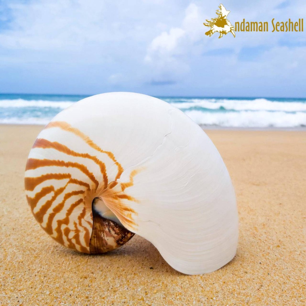 andaman-seashell-เปลือกหอย-หอยงวงช้าง-nautilus-pompilius