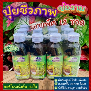 (แพ็ค 12 ขวด) ช่องาม ปุ๋ยน้ำชีวภาพ🍃ฮอร์โมนเร่งใบ เร่งต้น ใบเงา ต้นสมบูรณ์แข็งแรง ปุ๋ยบอนสี ปุ๋ยแคคตัส ใช้ได้กับพืชทุกชนิ