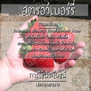 เมล็ดอวบอ้วนเมล็ดพันธุ์ สตรอว์เบอร์รี่ ไจแอนท์ 20 เมล็ด Strawberry Giant Seeds เมล็ดพันธุ์แท้100% เมล็ดนำเข้า สตรอเบอร์ร