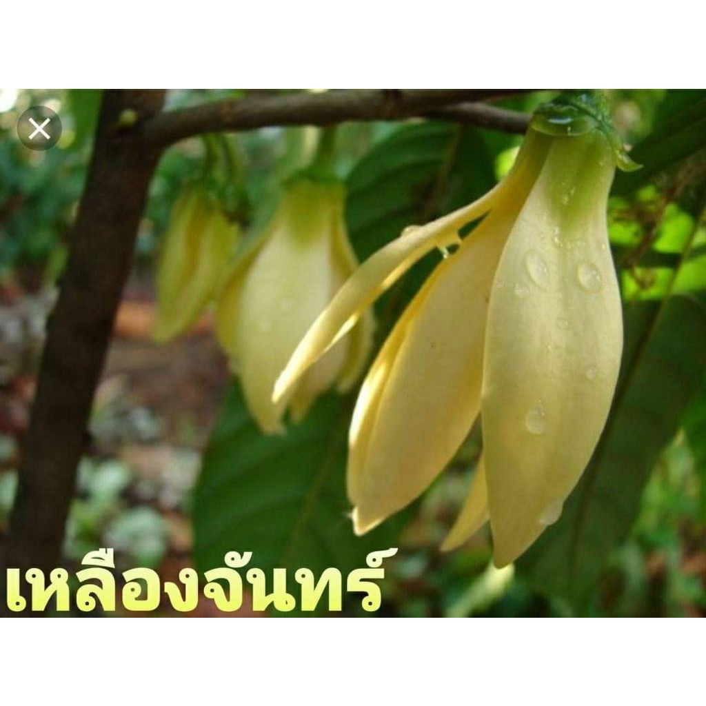 ขาย-ต้นพันธุ์-ดอก-ต้น-เหลืองจันทร์-amp-เหลืองไม้แก้ว-เหลืองจันท์-ไม้ไทยดอกหอม