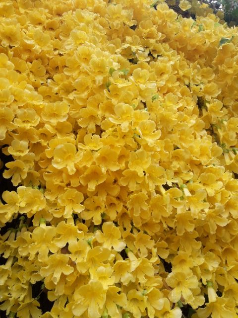 เหลืองชัชวาลย์ไม้เลื้อยออกดอกตลอดปี