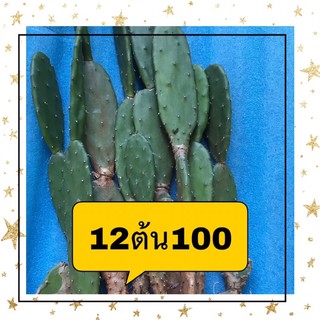 ต้นกระบองเพชรใบเสมาโอพันเทียมีรากต้นกระบองเพชรวินเทจ
