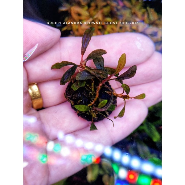 👻💯bucephalandra brownie ghost 2011-2012/ 2015 / 2016 / 2017 ใบ