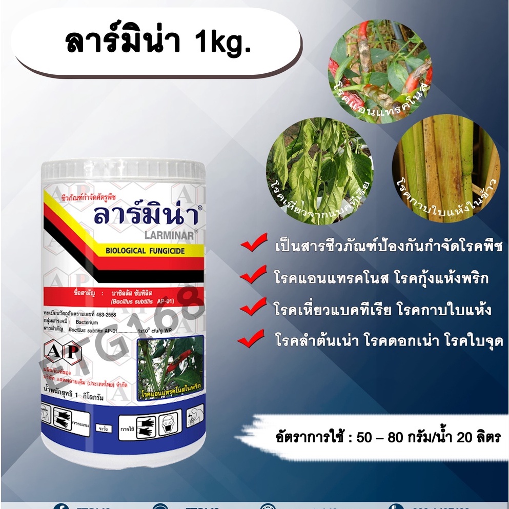 ภาพหน้าปกสินค้าลาร์มิน่า 1kg. บาซิลลัส ซับทิลิส ป้องกันกำจัดเชื้อราและแบคทีเรีย สารชีวภัณฑ์ เกษตรอินทรีย์ โรคแอนแทรคโนส โรคกุ้งแห้งพริก