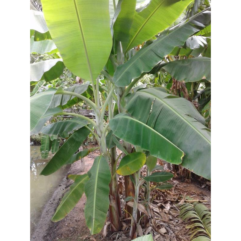 ต้น-กล้วยสามเดือน-พันธุ์สามเดือน-samdoen-banana-จัดส่งพร้อมถุง-6-นิ้ว-ลำต้นสูง-50-70ซม-ต้นไม้แข็งแรงทุกต้น