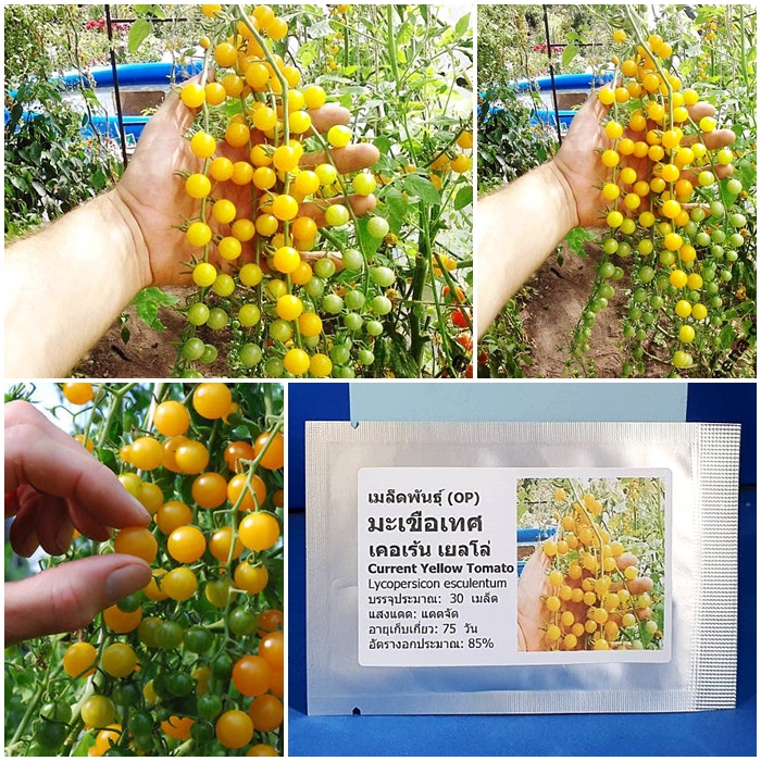 ภาพหน้าปกสินค้าเมล็ดพันธุ์ มะเขือเทศ เคอเร้น เยลโล่ (Current Yellow Tomato Seed) บรรจุ 30 เมล็ด คุณภาพดี ราคาถูก 100% จากร้าน ppshopth บน Shopee