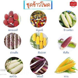 เมล็ดอวบอ้วน100%ข้าวโพด10แถม1!!ถูกที่สุด10บ.เมล็ดพันธุ์ข้าวโพดทุกสายพันธุ์2-10เมล็ดปลูกง่ายพันธุ์แท้ทานอร่อยเมล็ดพืชคุณภ