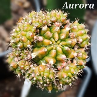 ภาพขนาดย่อของภาพหน้าปกสินค้าแคคตัสยิมโน Aurora (หน่อเด็ดสด ใช้กราฟ) ประเภทหน่อสีล้วนไม่ด่าง จากร้าน dn.dd.shop99 บน Shopee