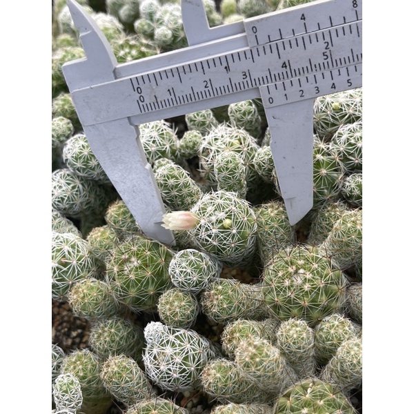 แมมกราซิลิส-mam-gracilis-ไม้ชำหน่อ-จากฟาร์ม-cactusdreamyok-ต้นไม้-กระบองเพชร-cactus