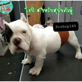 สินค้า โอบิสุนัข สุนัขโต โอบิ XXL ไซบีเรีย บางแก้ว