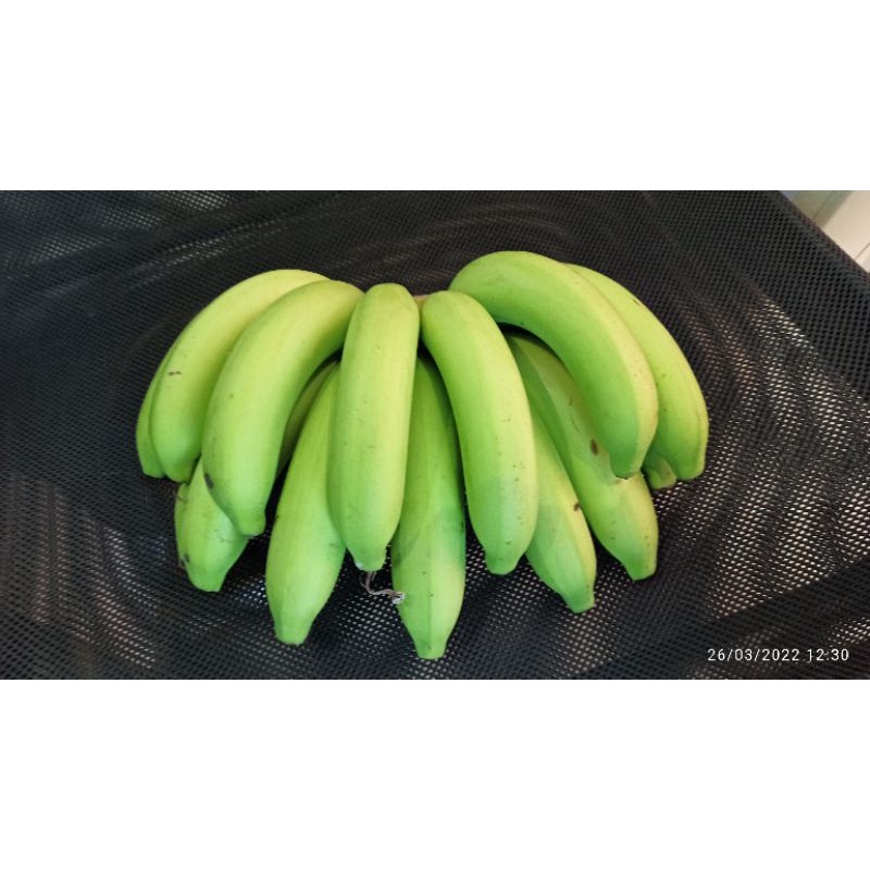 กล้วยหอมทอง-gros-michel-banana-กล้วยน้ำว้า-pisang-awak-banana-สวนเพชรบุรี