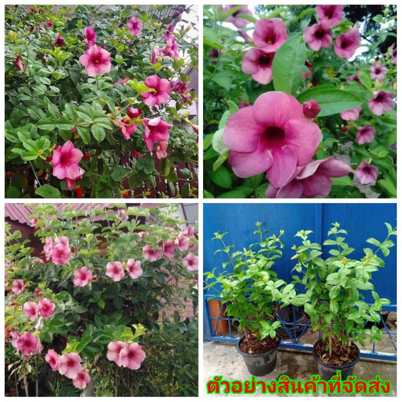 ขาย-ต้นพันธุ์-ต้น-ดอก-บานบุรีสีม่วง-purple-allamanda-บานบุรี-สีม่วง-เบนซ์