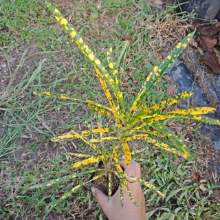 Flower Garden F270 ต้นโกสนแส้ม้า Croton Lemon Plant ไม้มงคล ไม้ประดับ ดูแลง่าย แต่งสวน