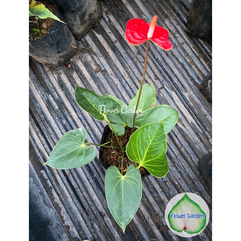 flower-garden-f374-anthurium-ต้นหน้าวัว-ดอกสีแดง-แบบถุงดำ