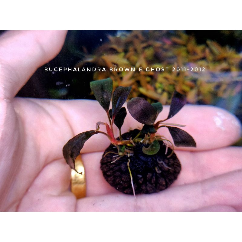 👻💯bucephalandra brownie ghost 2011-2012/ 2015 / 2016 / 2017 ใบ